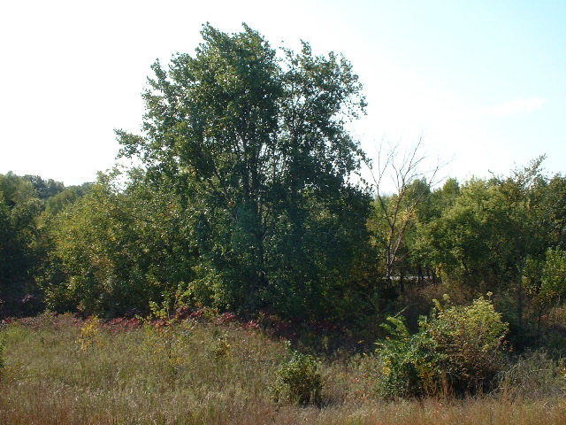 Iowa tree