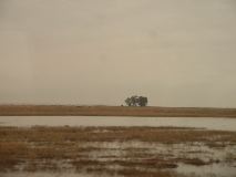 Trees in CA Delta