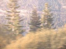 Blurry trees