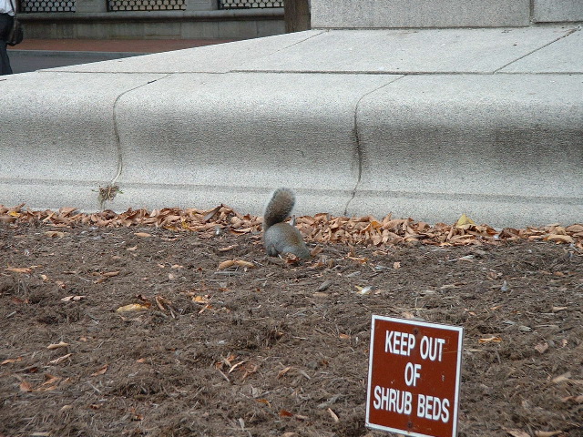 Squirrel ignores sign