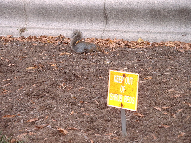 Squirrel ignores sign 2