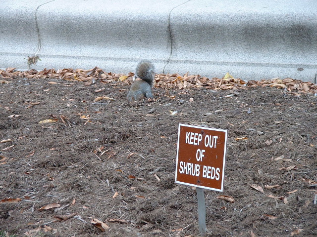 Squirrel ignores sign 3
