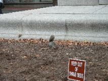 Squirrel ignores sign